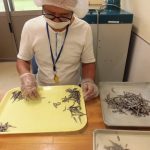 新規作業紹介～いりこ作業